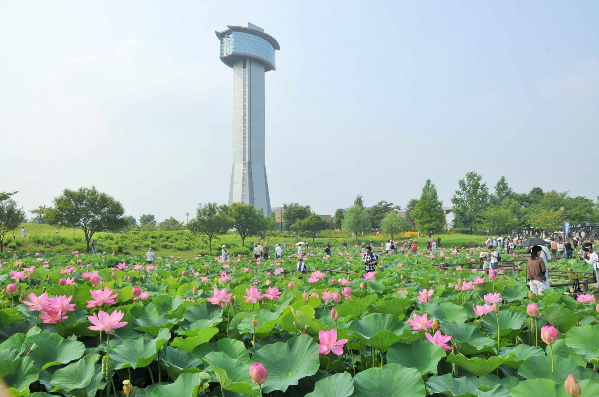 Ancient Lotus Park | Gyoda City Official Travel Guide