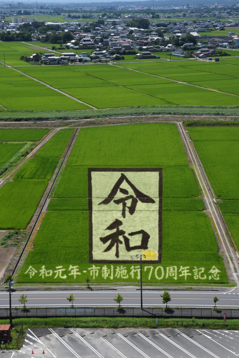 ギネス認定世界最大の世界最大の行田市「田んぼアート」2024 2024 | 埼玉県行田市観光ガイド - 行田市観光NAVI